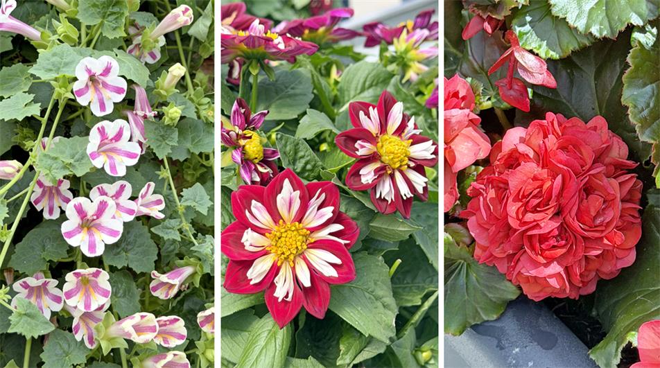 New varieties at FlowerTrials 2026